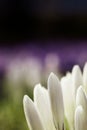 Crocus chrysanthus - a field of white and purple crocusses Royalty Free Stock Photo