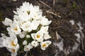 Crocus chrysanthus - a field of white and purple crocusses on a meadow. They are still closed because the sun was just coming out Royalty Free Stock Photo