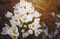 Crocus chrysanthus - a field of white and purple crocusses on a meadow. They are still closed because the sun was just coming out Royalty Free Stock Photo