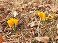 Crocus chrysanthus flowers