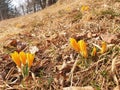 Crocus chrysanthus flowers