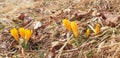 Crocus chrysanthus flowers grow in dry grass