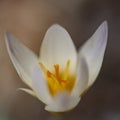 Crocus chrysanthus snow crocus Ard Schenk