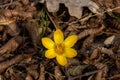 Crocus chrysanthus Royalty Free Stock Photo