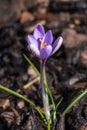 Crocus chrysanthus `Spring Beauty` Royalty Free Stock Photo