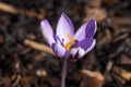 Crocus chrysanthus `Spring Beauty` Royalty Free Stock Photo