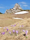 Crocus in Ciucas Mountains Royalty Free Stock Photo