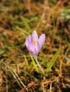 Crocus