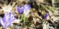 Crocus Royalty Free Stock Photo