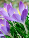 Crocus Closeup