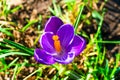 Crocus - closeup