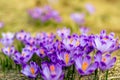 Crocus closeup over green grass, flowers landscape