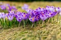 Crocus closeup over green grass, flowers landscape