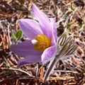 Detailed wild flower crocus in full bloom surrounded by forest pine needles