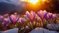 Crocus Cluster Against Sunset in Snow-Covered Alpine Landscape Royalty Free Stock Photo