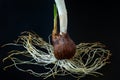 Crocus sativus corm with stem and new growth close-up on a dark background. Photo for images of planting, transplanting