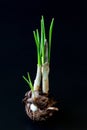Crocus sativuscorm with stem and new sprouts and small new corms on a dark background. Photo for images of gardening