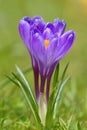 Crocus Crocus L. Saffron in the spring