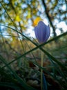 Autumn Crocus in the Forest