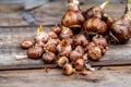 crocus and daffodil bulbs ready for autumn planting