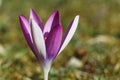 Crocus