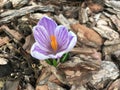 Crocus is a delicate purple with white streaks