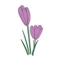 Crocus drawing. first spring flowers in the Doodle style. Vector