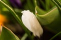 Crocus in drops of dew macro Royalty Free Stock Photo