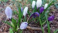 Crocus is an early spring flower. Colorful bunch blossoms.