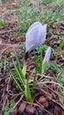 Crocus is an early spring flower. Garden decoration. Inflorescences and buds