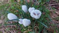 Crocus is an early spring flower. White bunch blossoms. Royalty Free Stock Photo