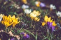 Crocus at early spring Royalty Free Stock Photo