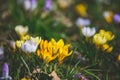 Crocus at early spring Royalty Free Stock Photo