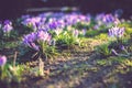 Crocus at early spring Royalty Free Stock Photo