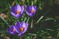 Crocus at early spring Royalty Free Stock Photo