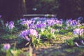 Crocus at early spring Royalty Free Stock Photo