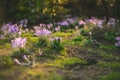 Crocus at early spring Royalty Free Stock Photo