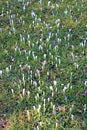Crocus, early spring in gardens of Zagreb, Croatia Royalty Free Stock Photo