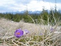 Crocus in early spring in the mountains. Royalty Free Stock Photo