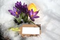 Crocus and an easteregg in the snow
