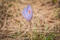 Crocus English plural: crocuses or croci flower with dewdrops Royalty Free Stock Photo