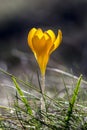 Crocus English plural: crocuses or croci