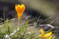 Crocus English plural: crocuses or croci Royalty Free Stock Photo