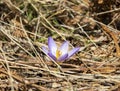 Crocus flower