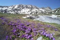 Crocus field Royalty Free Stock Photo