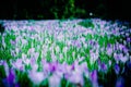 Crocus field- early spring flowers Royalty Free Stock Photo