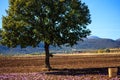 An oak tree and a wicker basket on a saffron field at harvest time Royalty Free Stock Photo