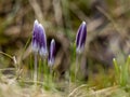 Crocus in field in Iceland Royalty Free Stock Photo
