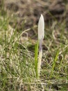 Crocus in field in Iceland Royalty Free Stock Photo