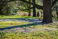 Crocus Field - Longwood Gardens - PA